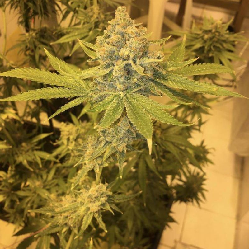 AK 47 - Hanfsorte, Cannabissamen