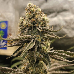 Bruce Banner - Hanfsorte, Cannabissamen