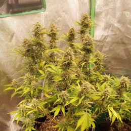 Caramel - Hanfsorte, Cannabissamen