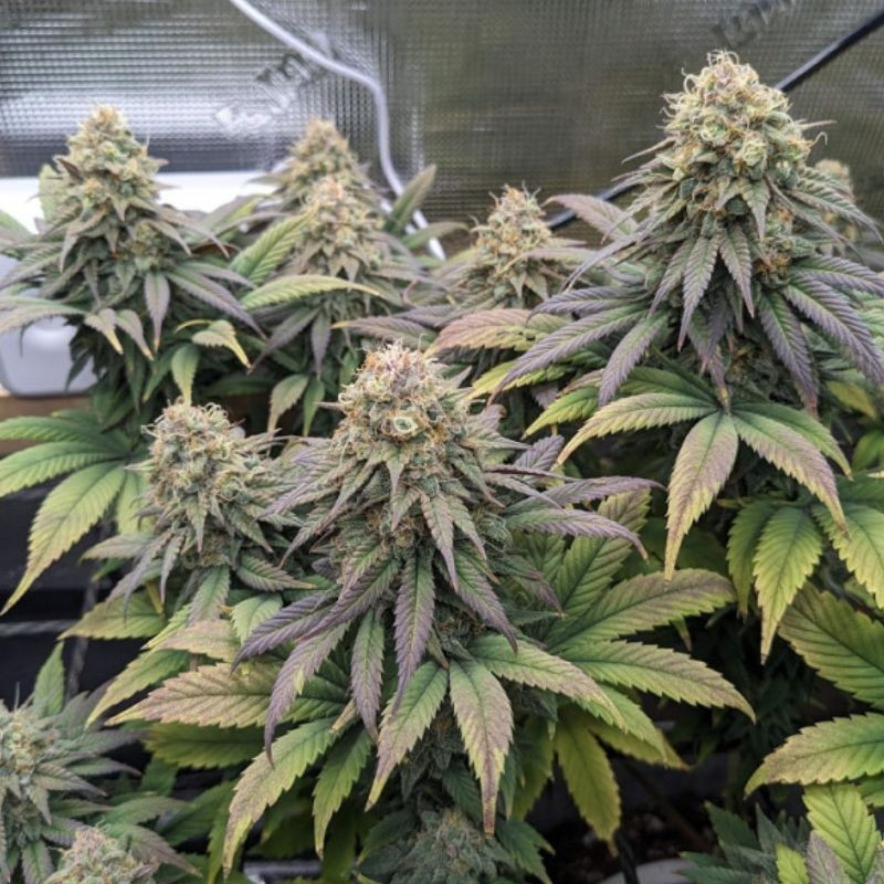 Cheese - Hanfsorte, Cannabissamen