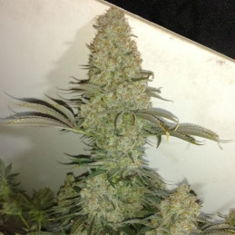 Critical - Hanfsorte, Cannabissamen