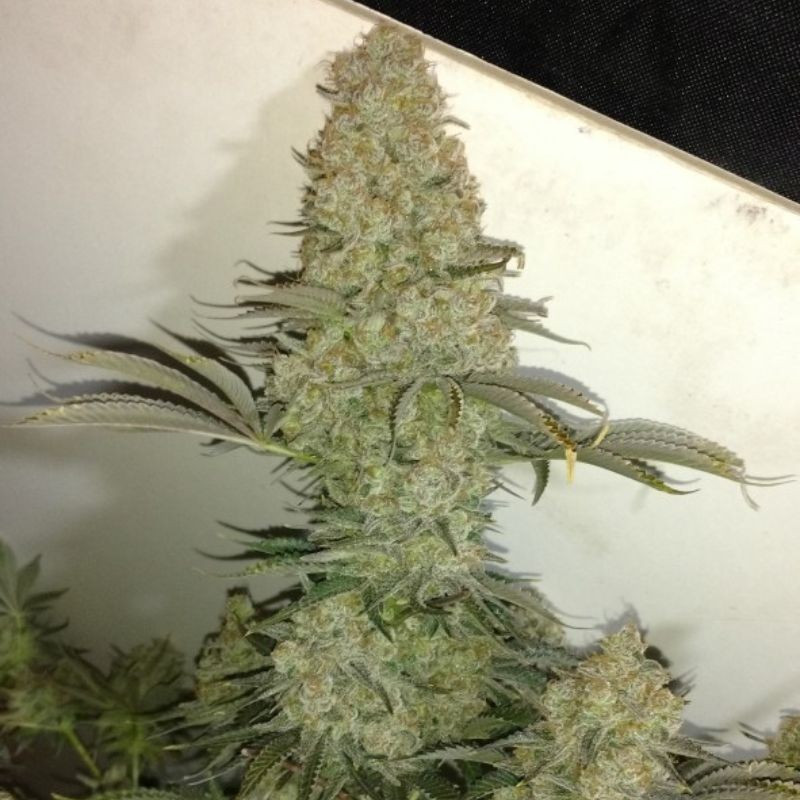 Critical - Hanfsorte, Cannabissamen