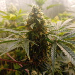 Critical Mass - Hanfsorte, Cannabissamen