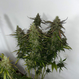 Skunk - Hanfsorte, Cannabissamen