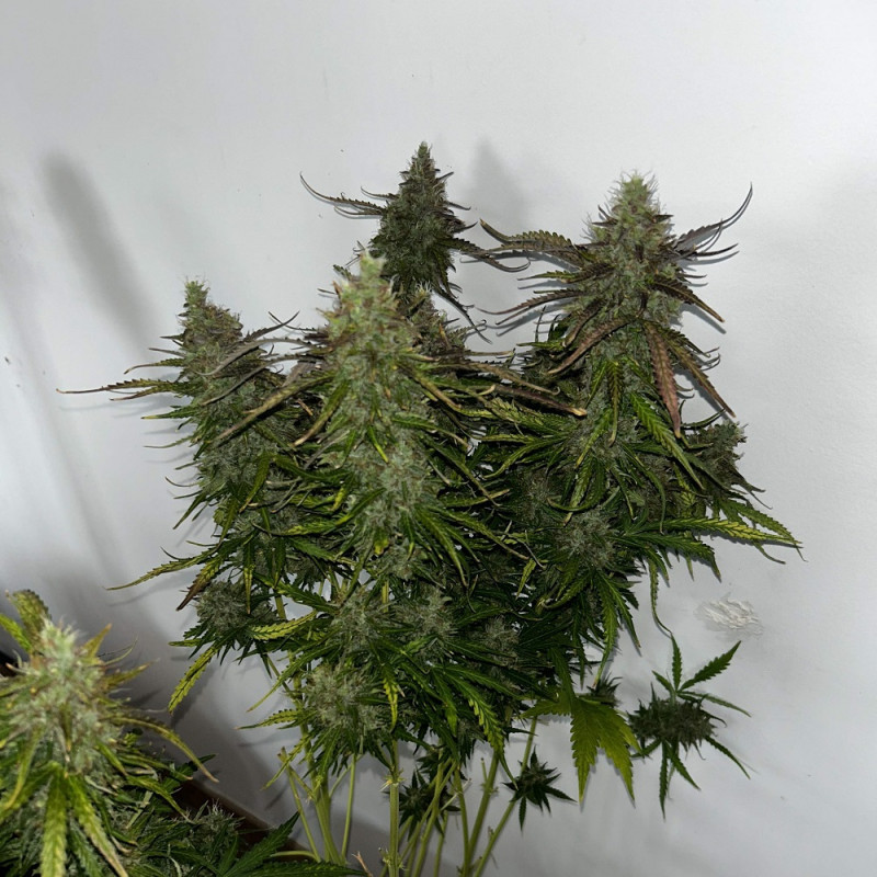 Skunk - Hanfsorte, Cannabissamen