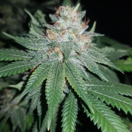 Euforia Special - Hanfsorte, Cannabissamen