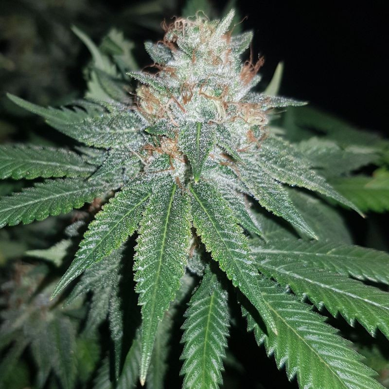 Euforia Special - Hanfsorte, Cannabissamen