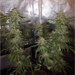 Special Mintz - Hanfsorte, Cannabissamen