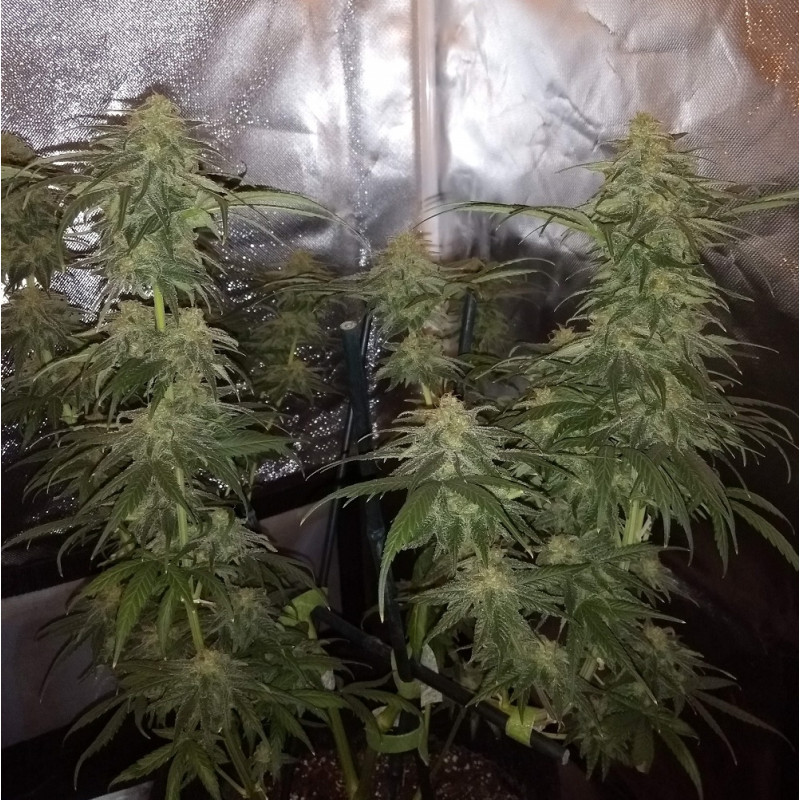 Special Mintz - Hanfsorte, Cannabissamen