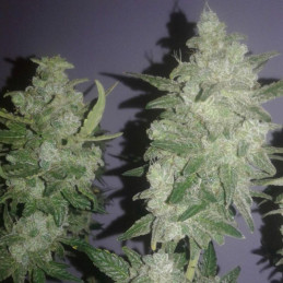 Gelato - Hanfsorte, Cannabissamen