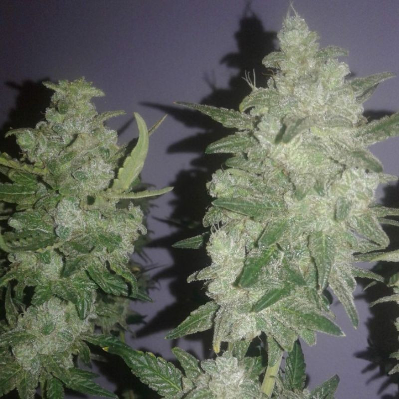 Gelato - Hanfsorte, Cannabissamen