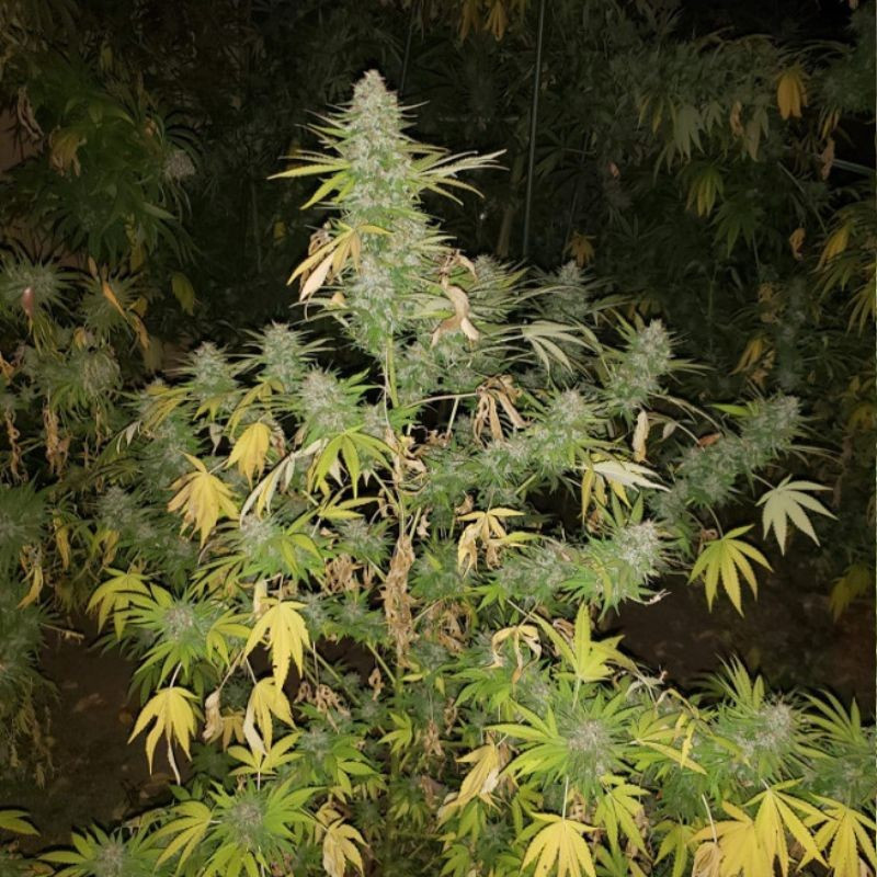 Grapefruit - Hanfsorte, Cannabissamen