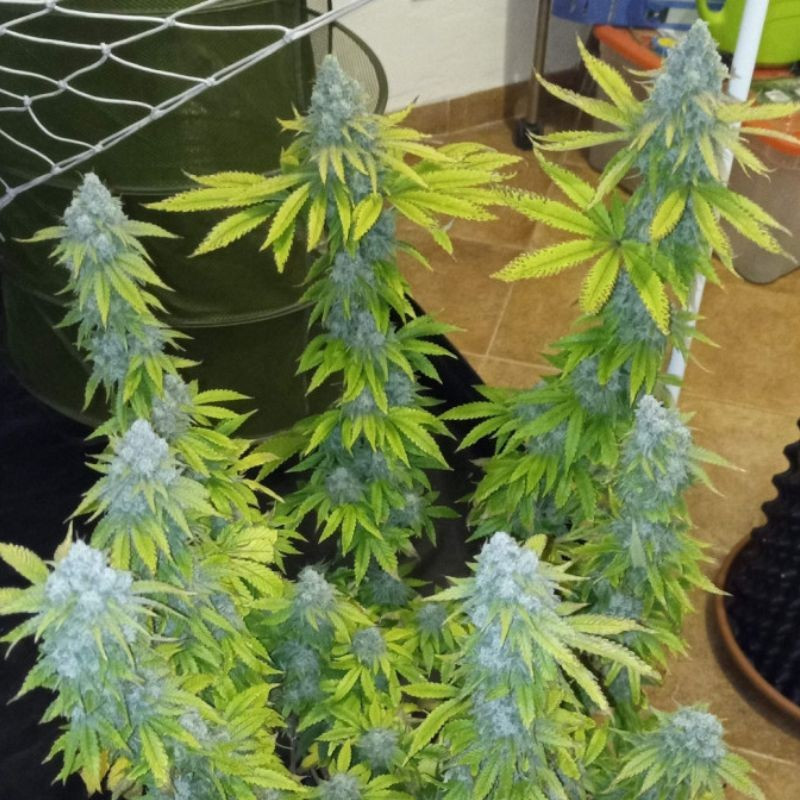 Crystal Candy - Hanfsorte, Cannabissamen