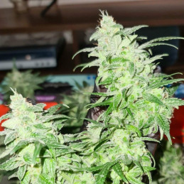 Gorilla Glue - Hanfsorte, Cannabissamen