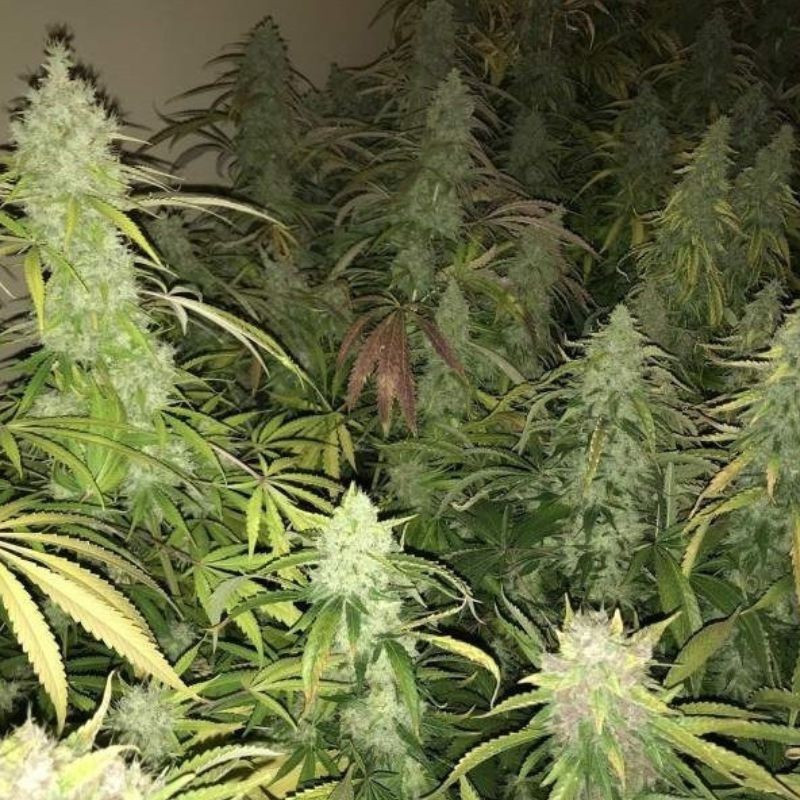 Kalashnikova - Hanfsorte, Cannabissamen