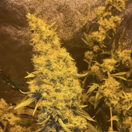 Kali Mist - Hanfsorte, Cannabissamen