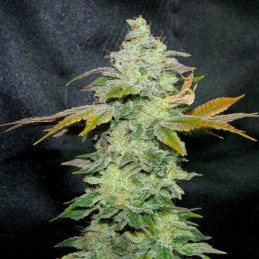 Lavender - Hanfsorte, Cannabissamen