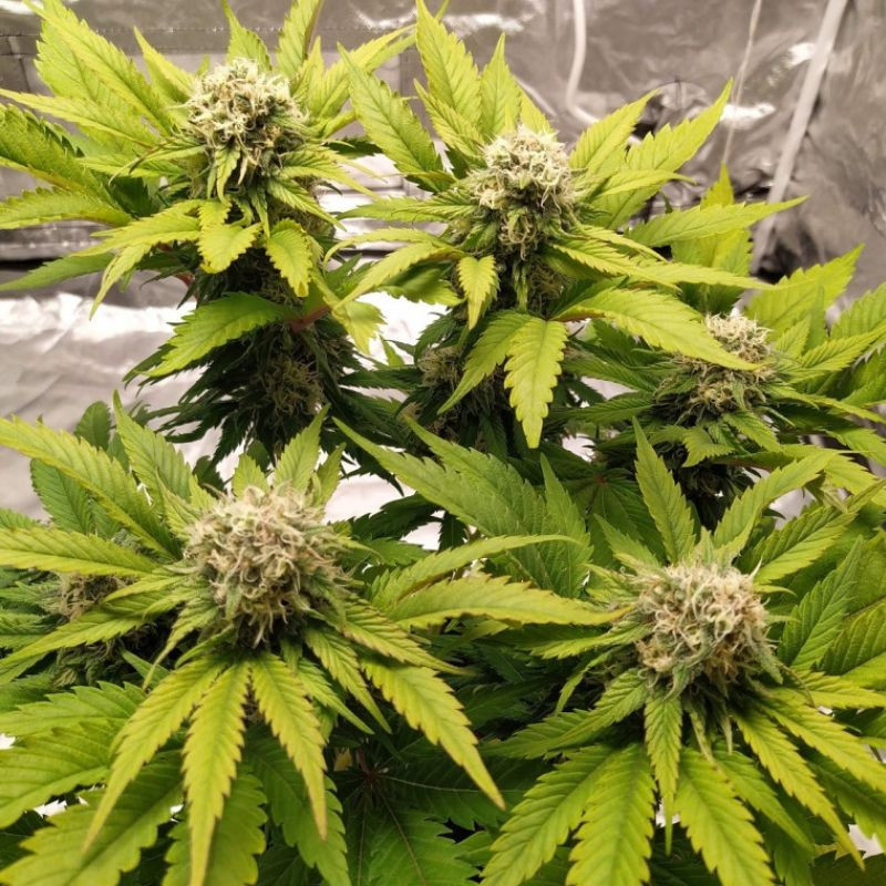 Lemon Juice - Hanfsorte, Cannabissamen