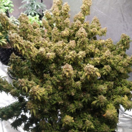 Mazar Extra - Hanfsorte, Cannabissamen