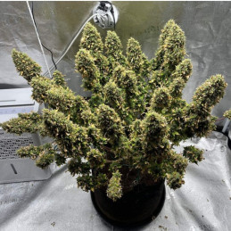 Mimosa - Hanfsorte, Cannabissamen