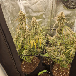 NYC Diesel - Hanfsorte, Cannabissamen