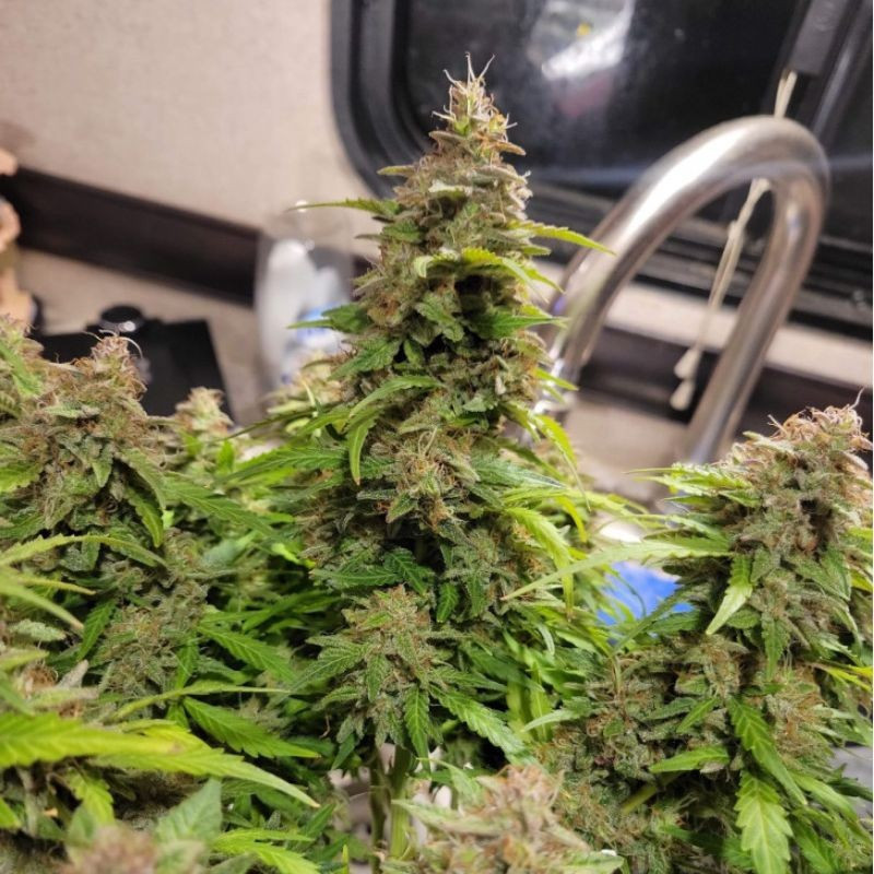 Neville's Haze - Hanfsorte, Cannabissamen