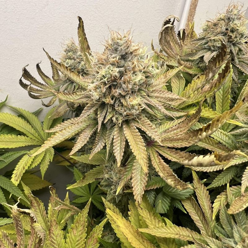 Northern Light - Hanfsorte, Cannabissamen