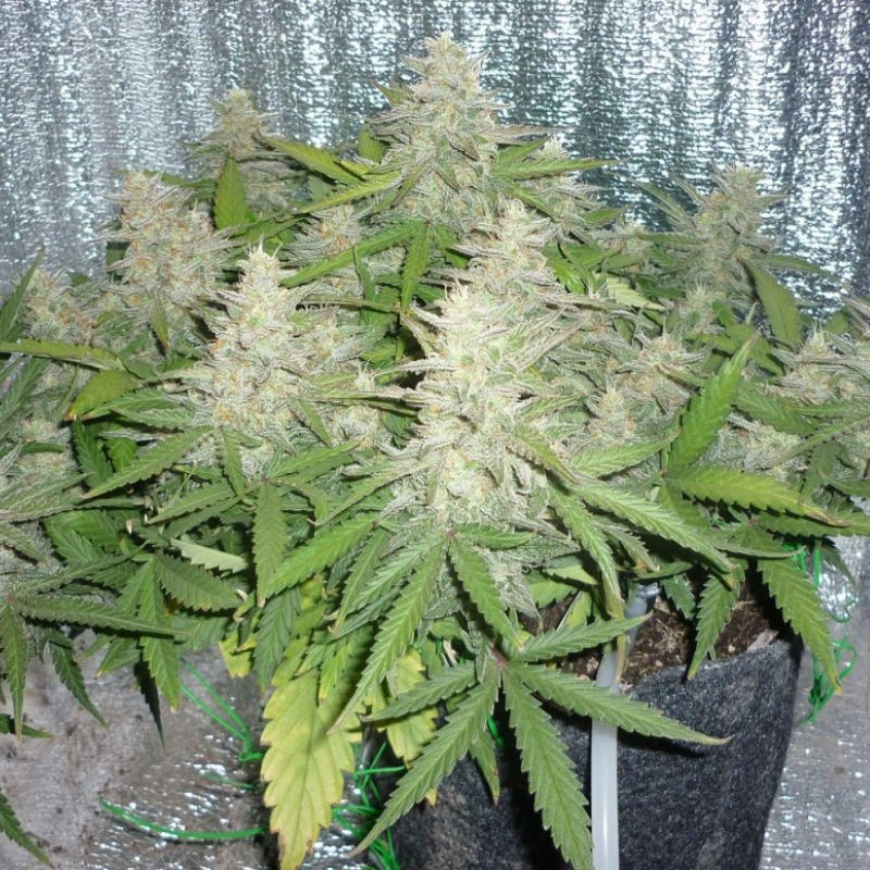 Power Plant - Hanfsorte, Cannabissamen