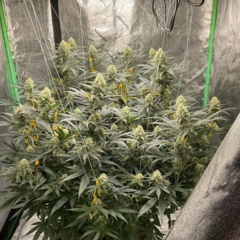 LSD - Hanfsorte, Cannabissamen