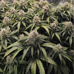 Runtz - Hanfsorte, Cannabissamen