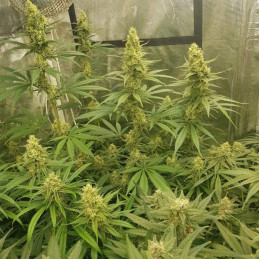 Sherbet - Hanfsorte, Cannabissamen