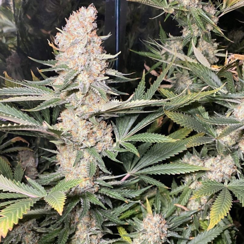 Super Skunk - Hanfsorte, Cannabissamen