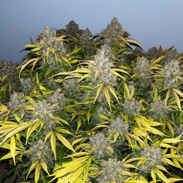 Special Skunk - Hanfsorte, Cannabissamen