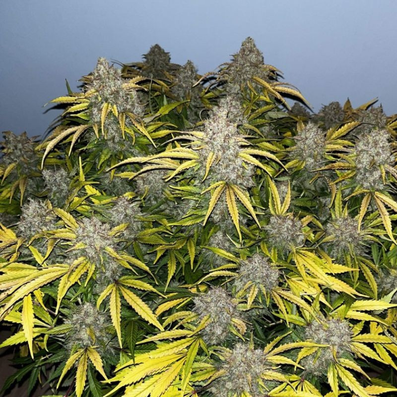 Special Skunk - Hanfsorte, Cannabissamen