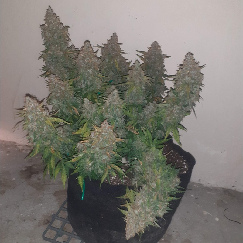 Somango - Hanfsorte, Cannabissamen