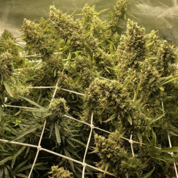 Strawberry Kush - Hanfsorte, Cannabissamen