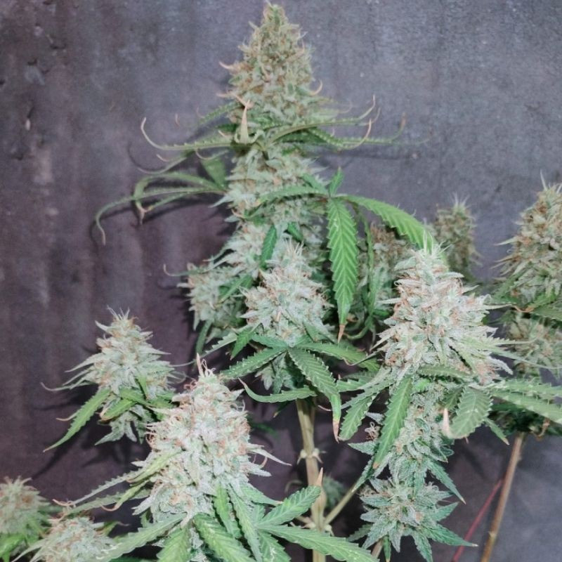 The Unlimited - Hanfsorte, Cannabissamen