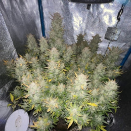 Tropicana Cookies - Hanfsorte, Cannabissamen