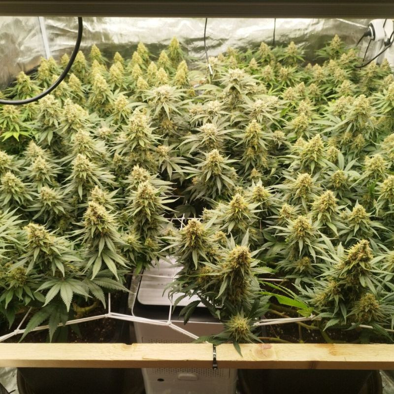 Zkittlez - Hanfsorte, Cannabissamen