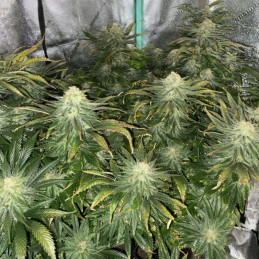 Big Bud Auto - Hanfsorte, Cannabissamen