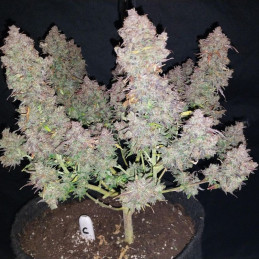 Bruce Banner Auto - Hanfsorte, Cannabissamen
