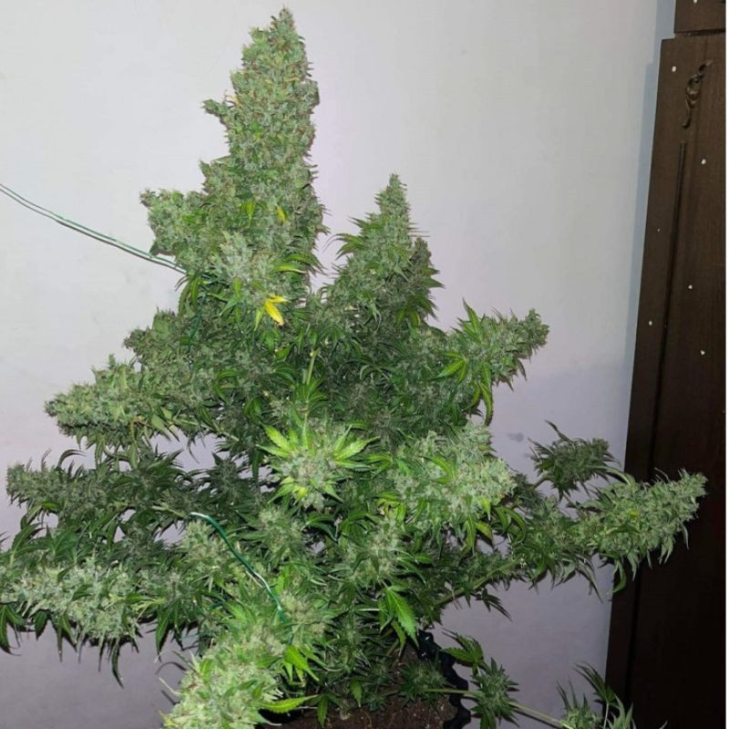 White Russian Auto - Hanfsorte, Cannabissamen