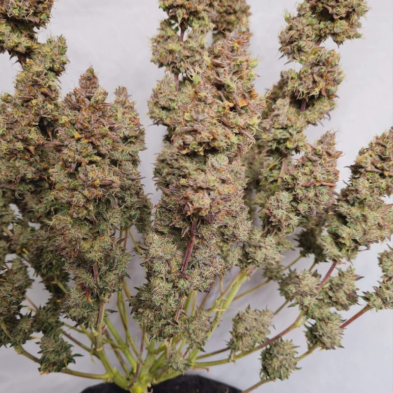 White Dwarf Auto - Hanfsorte, Cannabissamen