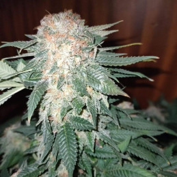Sour Diesel Auto - Hanfsorte, Cannabissamen