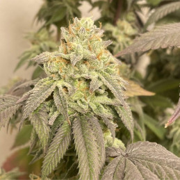 Power Plant Auto - Hanfsorte, Cannabissamen