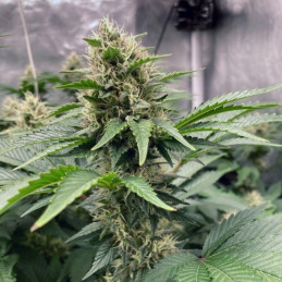 Northern Light Auto - Hanfsorte, Cannabissamen