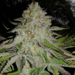 OG Kush Auto - Hanfsorte, Cannabissamen