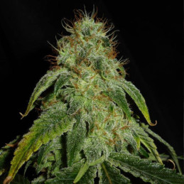 Mandarine Auto - Hanfsorte, Cannabissamen