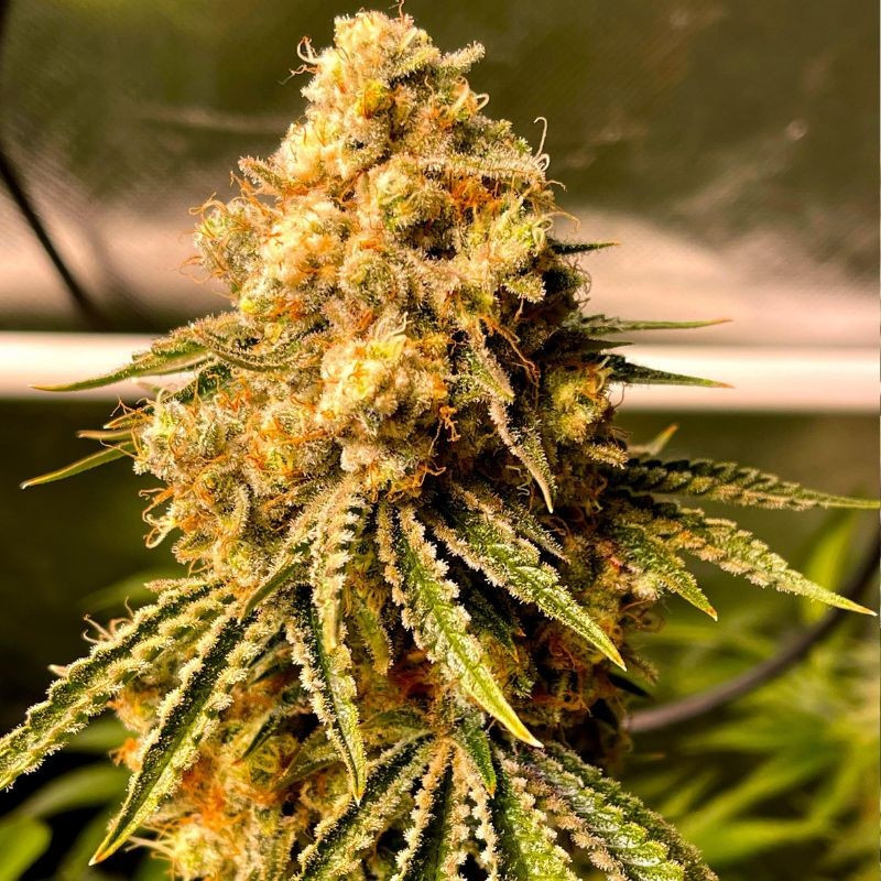 Mimosa Auto - Hanfsorte, Cannabissamen