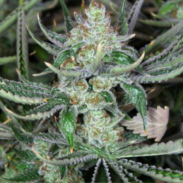 Bob Marley - Hanfsorte, Cannabissamen